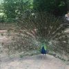 paintedpeacock1